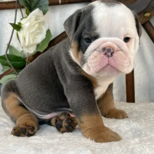 English Bulldog for sale near me